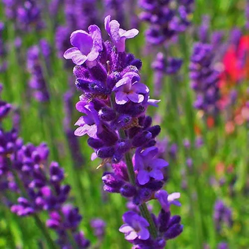 Lavendel