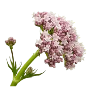 Valeriaan