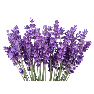 Lavendel